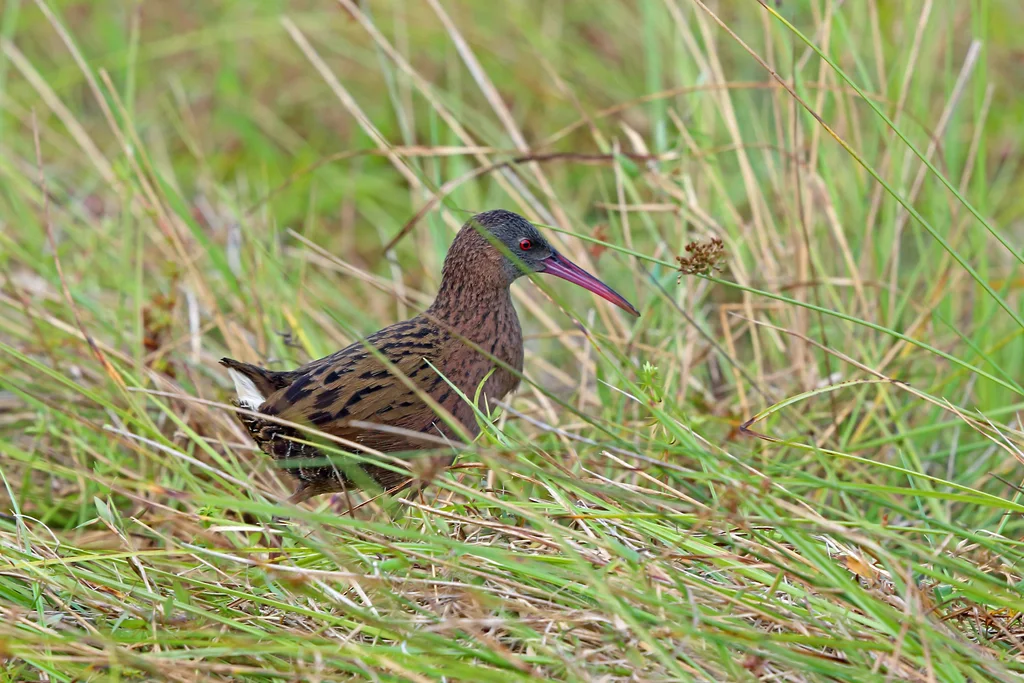 马岛秧鸡(Rallus madagascariensis)