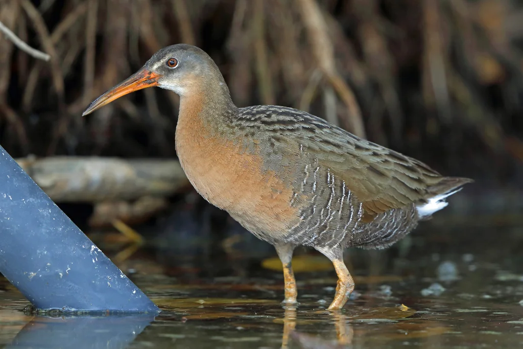 里氏秧鸡(Rallus obsoletus)
