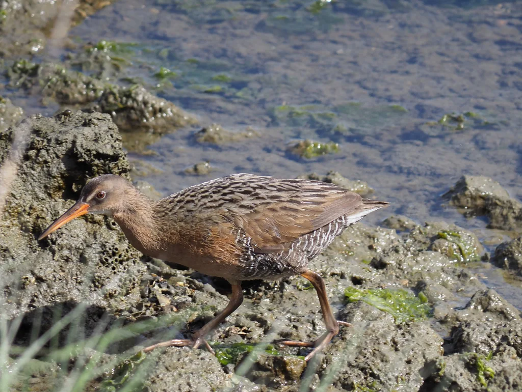 里氏秧鸡(Rallus obsoletus)