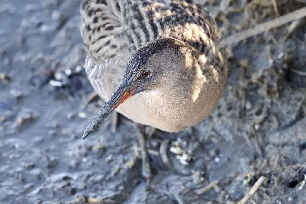里氏秧鸡(Rallus obsoletus)