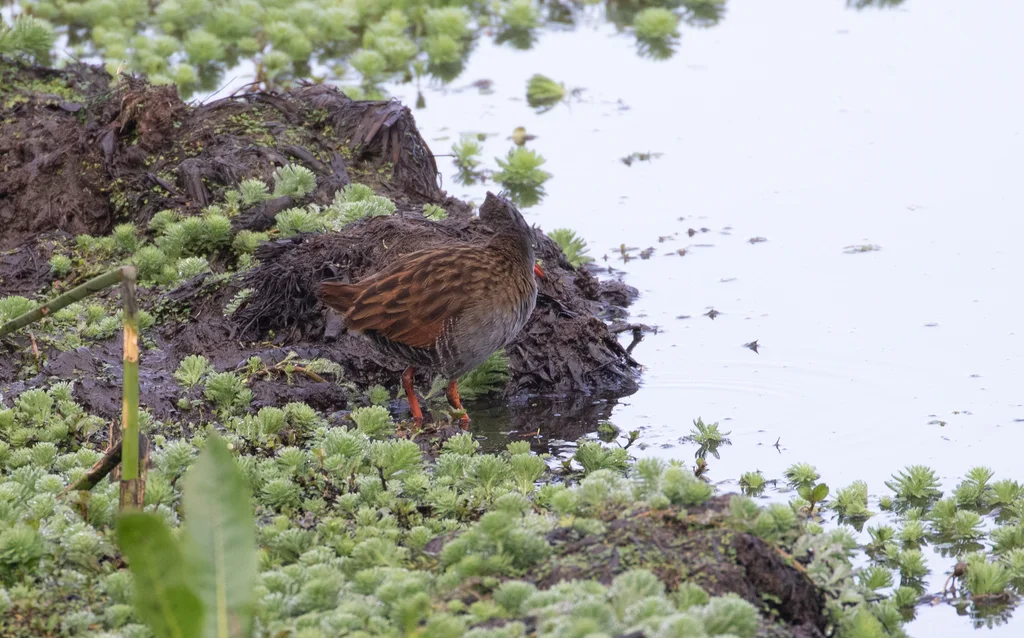 波哥大秧鸡（Rallus semiplumbeus）