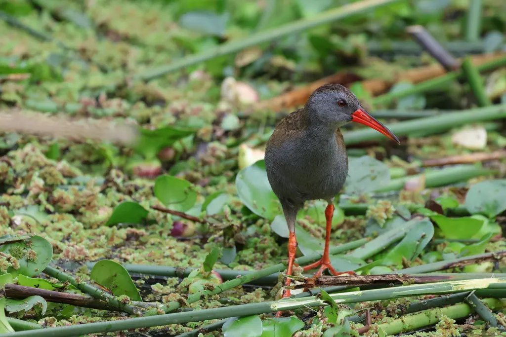 波哥大秧鸡（Rallus semiplumbeus）