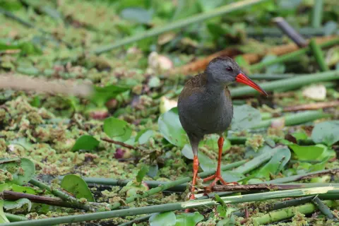 波哥大秧鸡