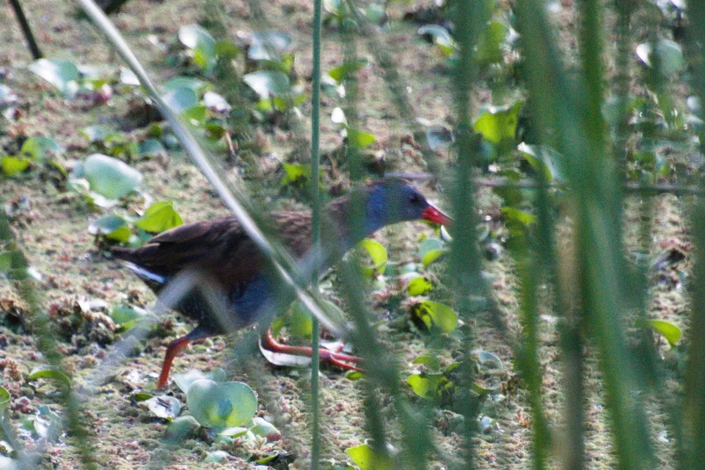 波哥大秧鸡（Rallus semiplumbeus）