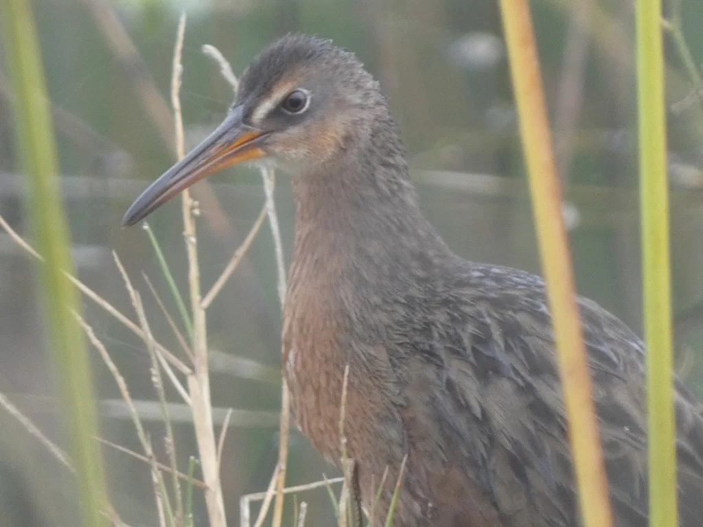 阿芝秧鸡(Rallus tenuirostris)