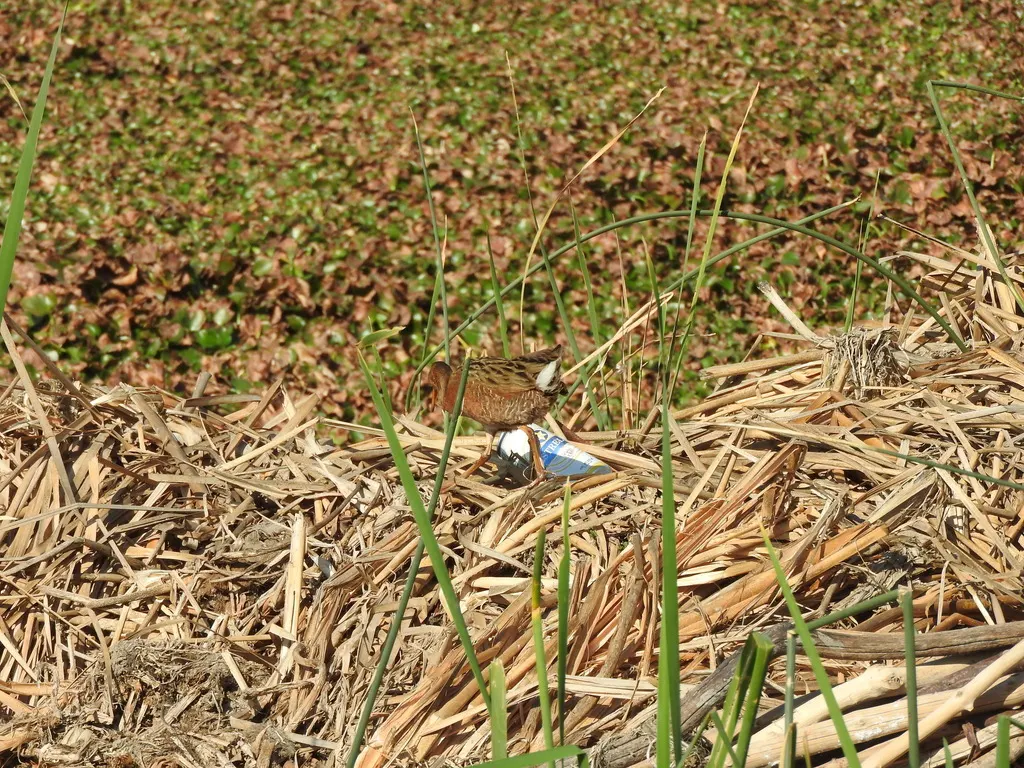 阿芝秧鸡(Rallus tenuirostris)