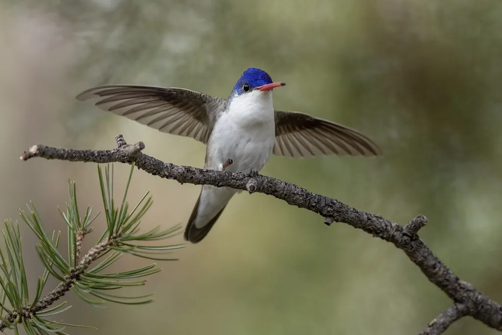 紫冠蜂鸟(Ramosomyia violiceps)