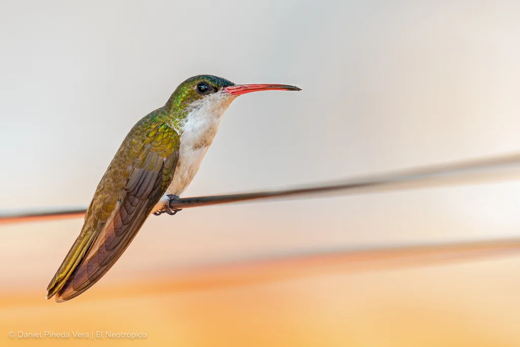 绿额蜂鸟(Ramosomyia viridifrons)