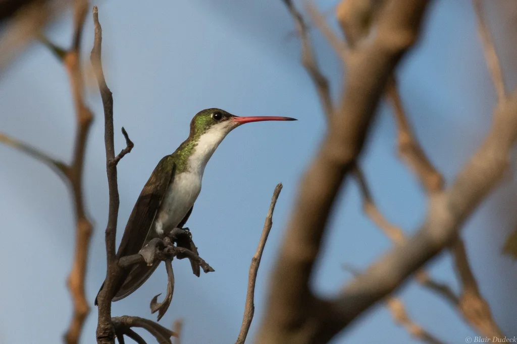 绿额蜂鸟(Ramosomyia viridifrons)