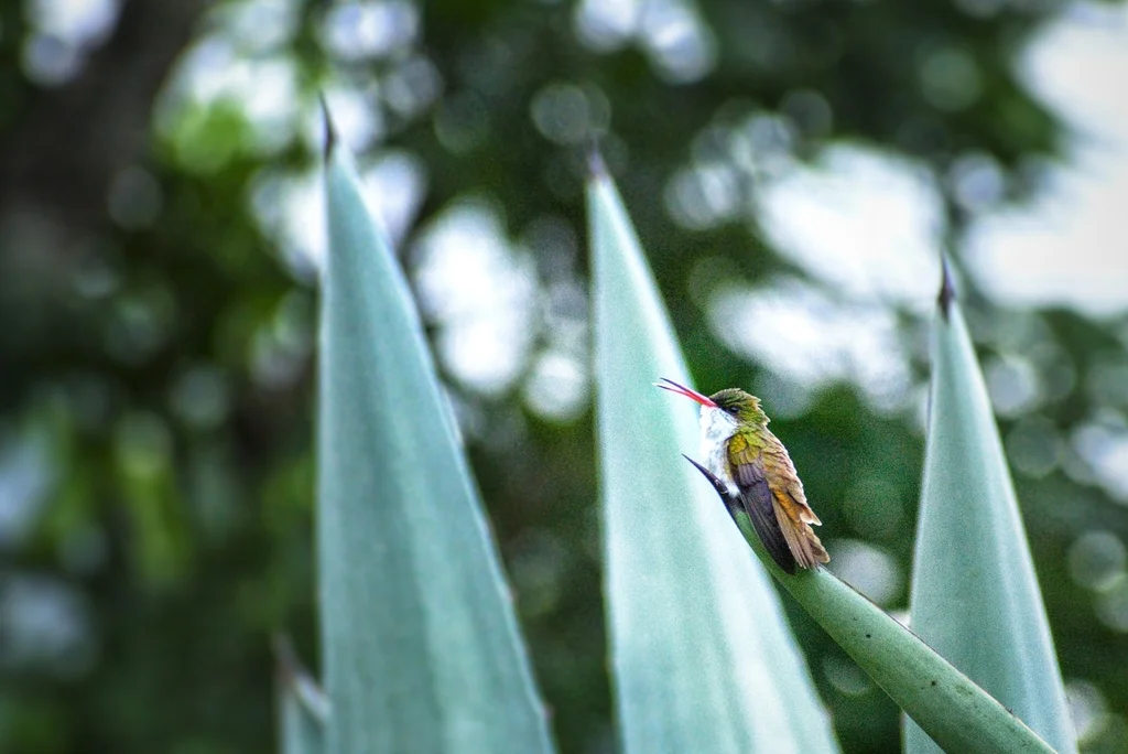 绿额蜂鸟(Ramosomyia viridifrons)