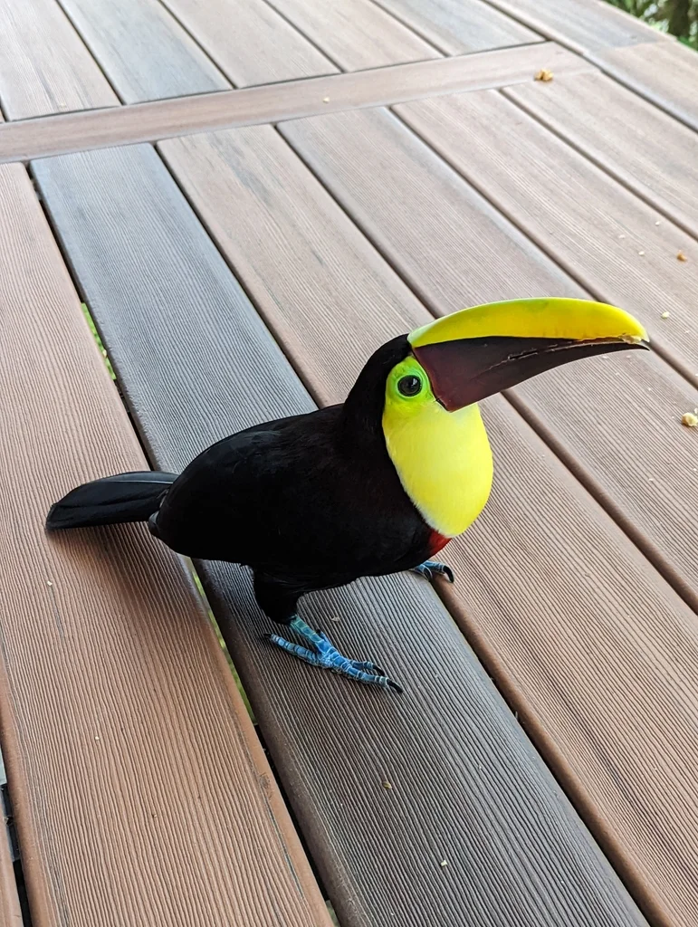 黑嘴巨嘴鸟(Ramphastos ambiguus)