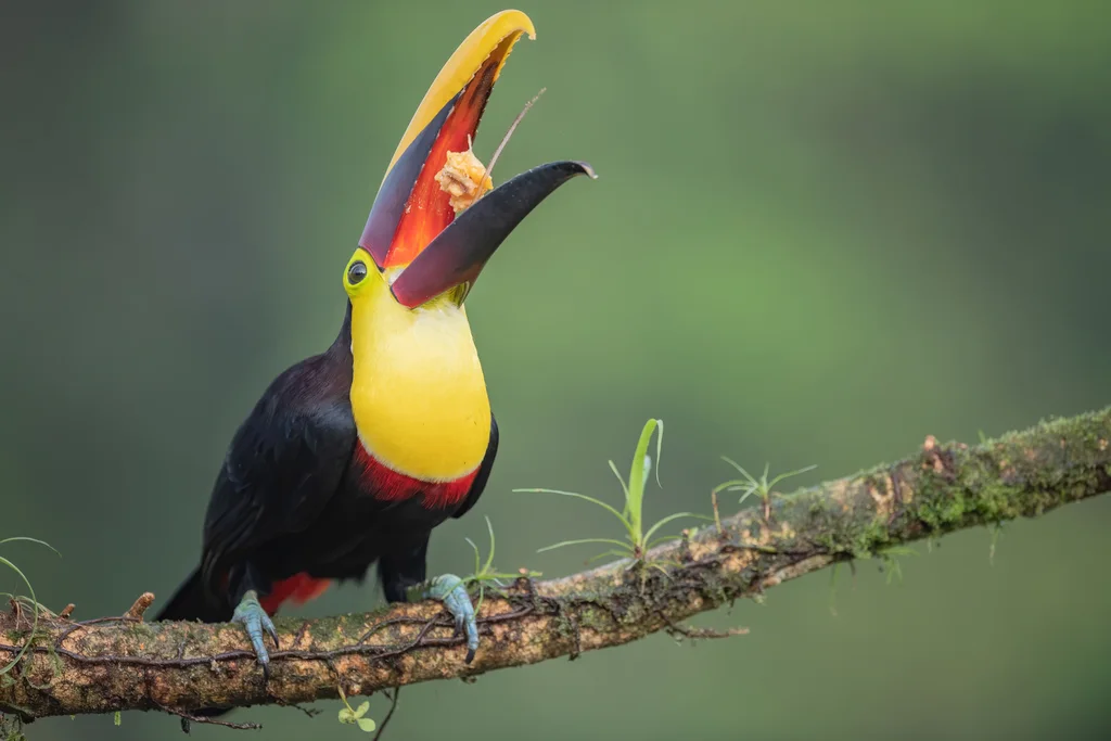 黑嘴巨嘴鸟(Ramphastos ambiguus)