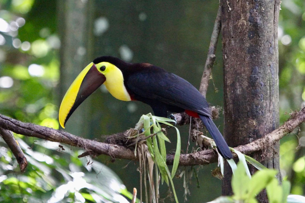 黑嘴巨嘴鸟(Ramphastos ambiguus)