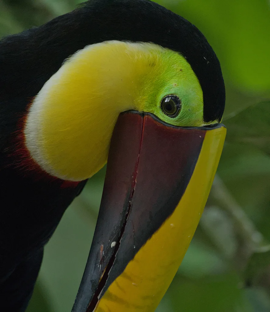 黑嘴巨嘴鸟(Ramphastos ambiguus)