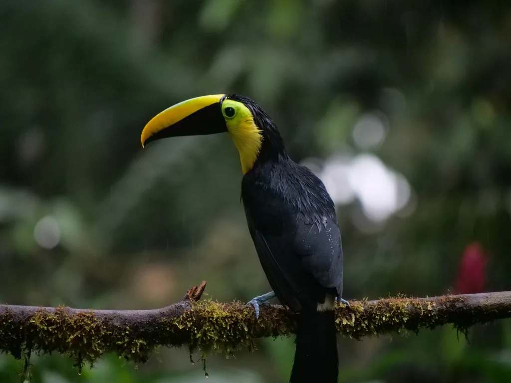 乔科巨嘴鸟(Ramphastos brevis)