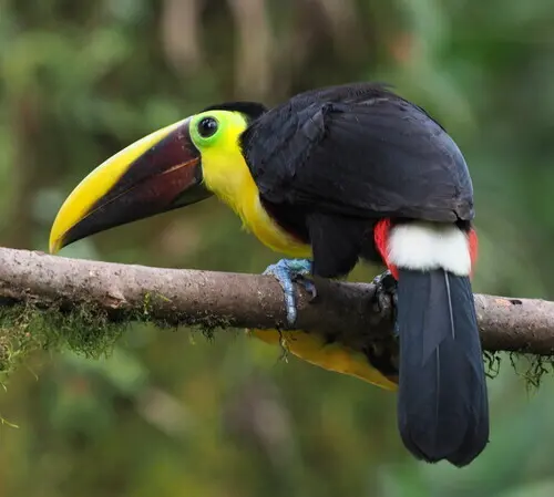 乔科巨嘴鸟(Ramphastos brevis)