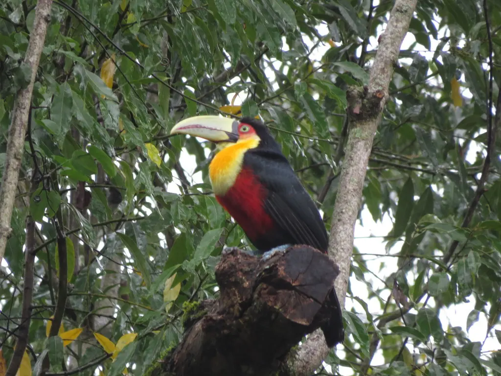 红胸巨嘴鸟(Ramphastos dicolorus)