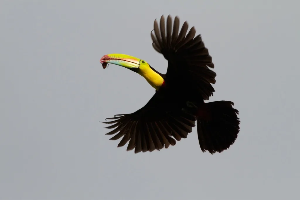 厚嘴巨嘴鸟(Ramphastos sulfuratus)