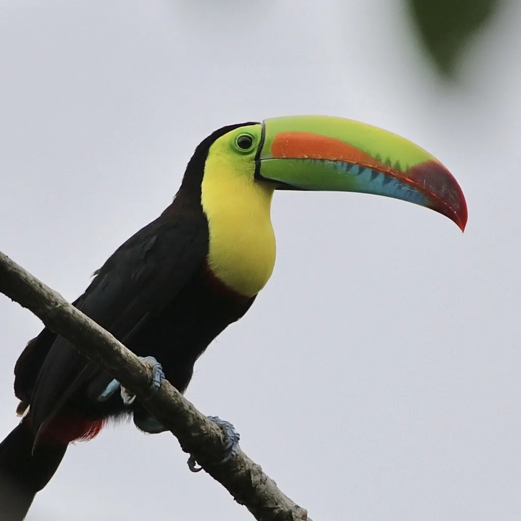 厚嘴巨嘴鸟(Ramphastos sulfuratus)