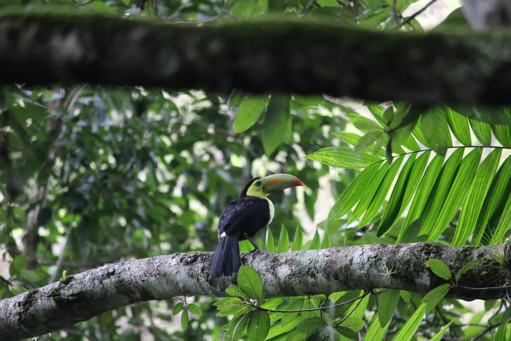 厚嘴巨嘴鸟(Ramphastos sulfuratus)