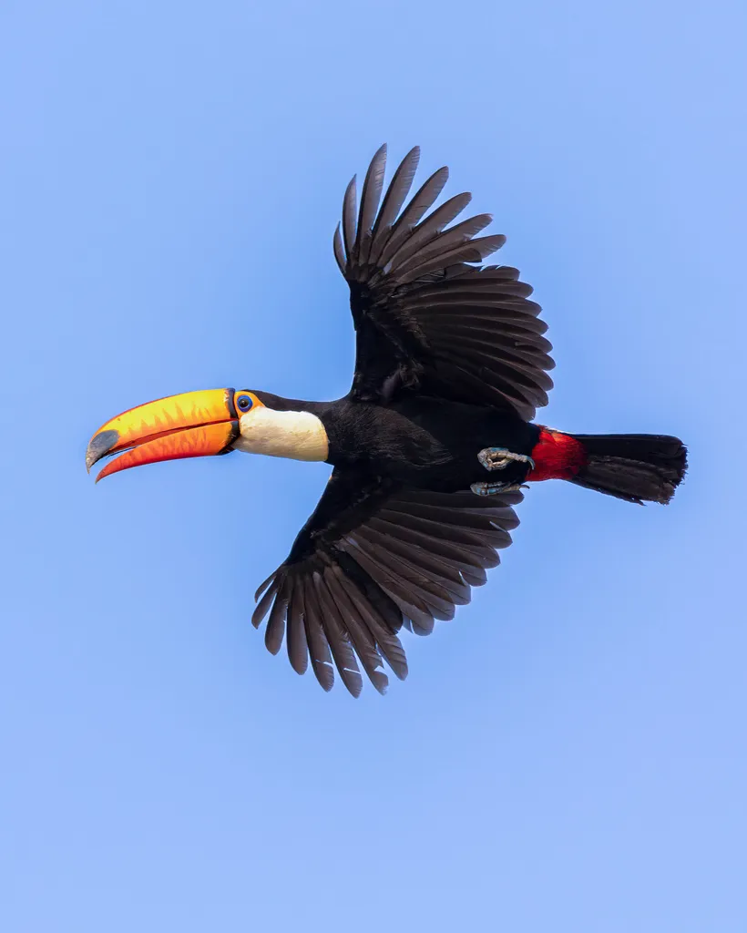 巨嘴鸟(Ramphastos toco)