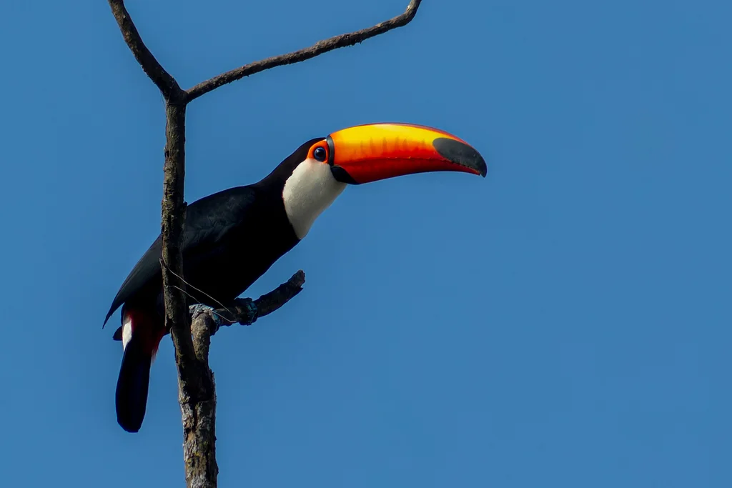 巨嘴鸟(Ramphastos toco)