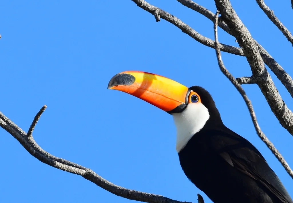 巨嘴鸟(Ramphastos toco)