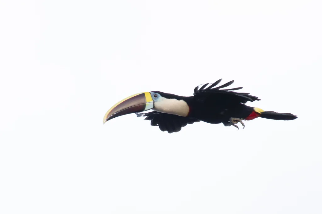 红嘴巨嘴鸟(Ramphastos tucanus)