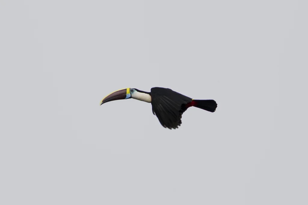 红嘴巨嘴鸟(Ramphastos tucanus)