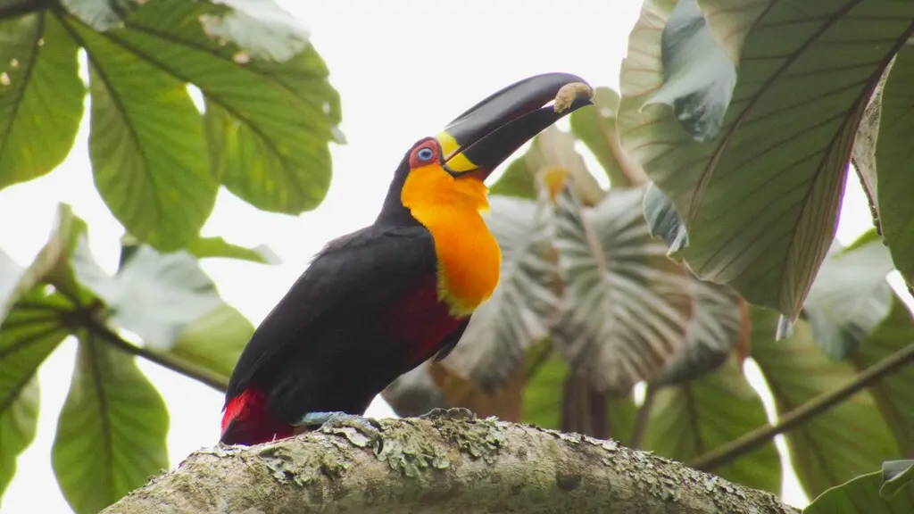 凹嘴巨嘴鸟(Ramphastos vitellinus)