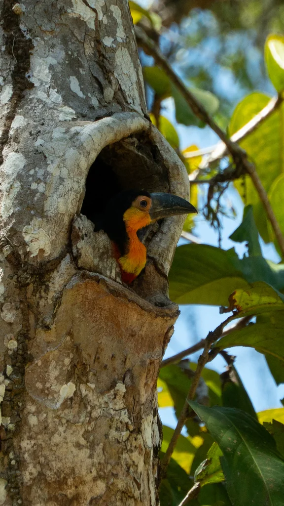 凹嘴巨嘴鸟(Ramphastos vitellinus)