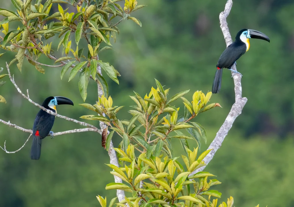 凹嘴巨嘴鸟(Ramphastos vitellinus)