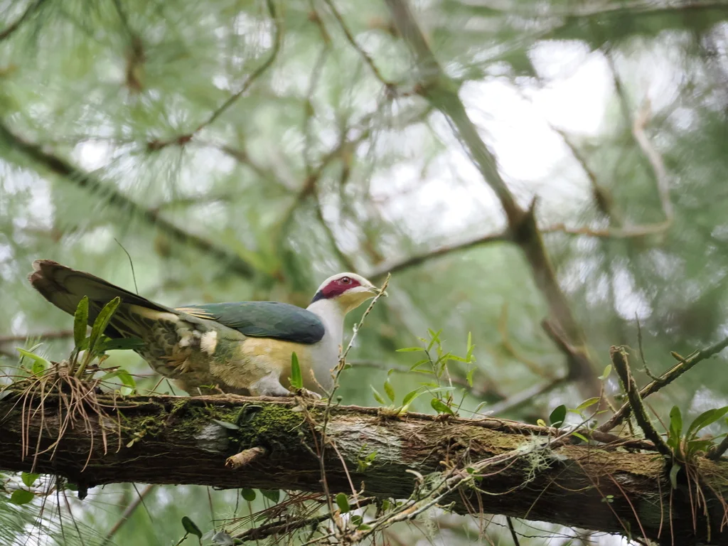 费氏果鸠(Ramphiculus fischeri)