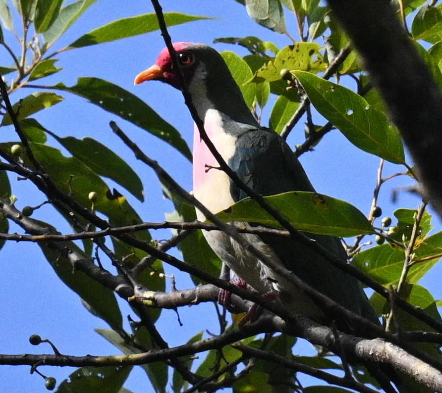 粉头果鸠(Ramphiculus jambu)