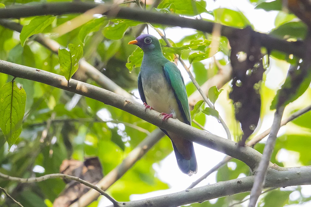 粉头果鸠(Ramphiculus jambu)