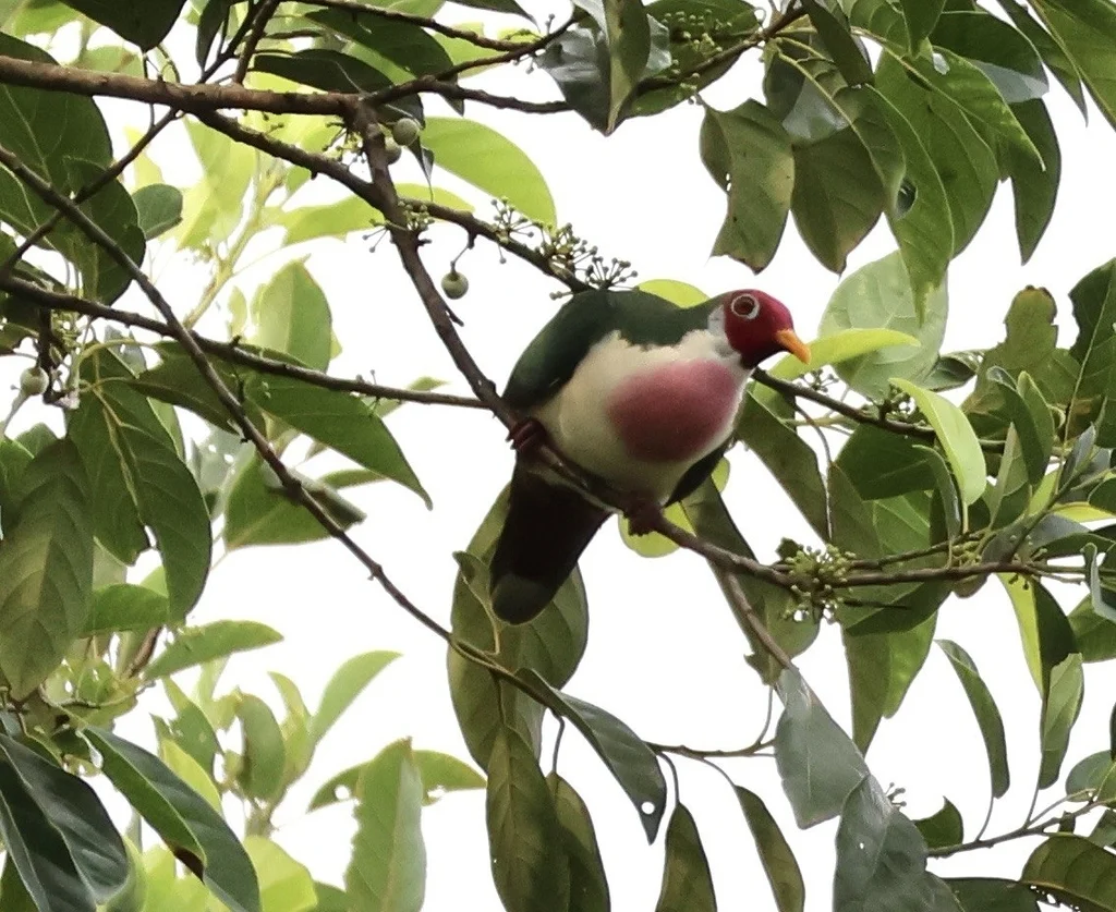 粉头果鸠(Ramphiculus jambu)