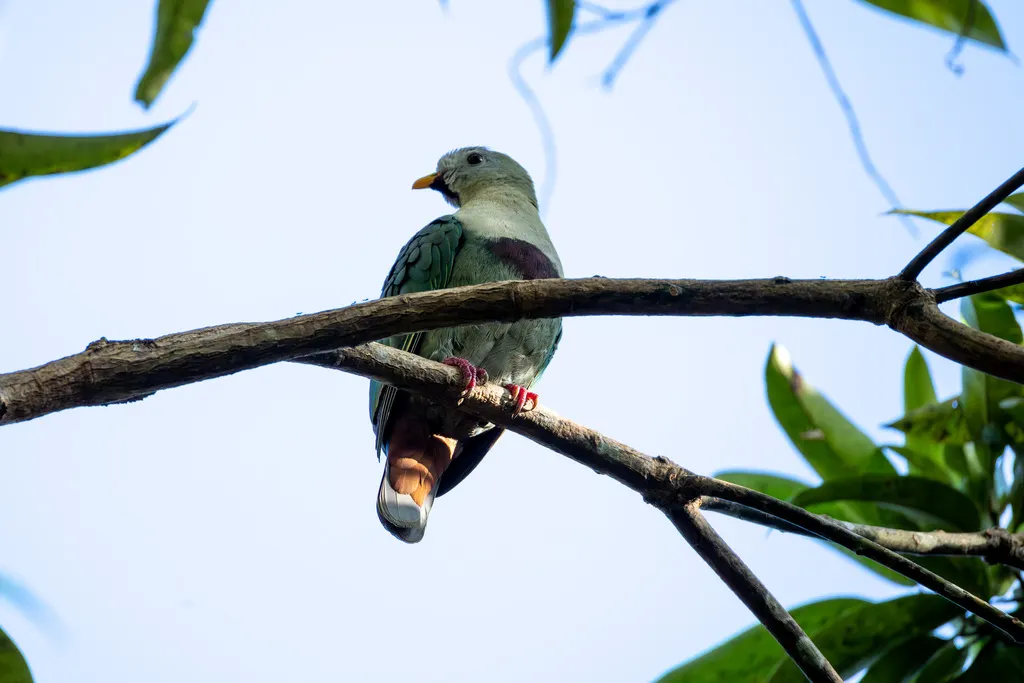黑颏果鸠(Ramphiculus leclancheri)