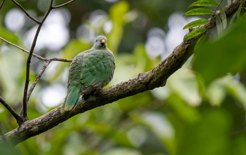 黑颏果鸠(Ramphiculus leclancheri)