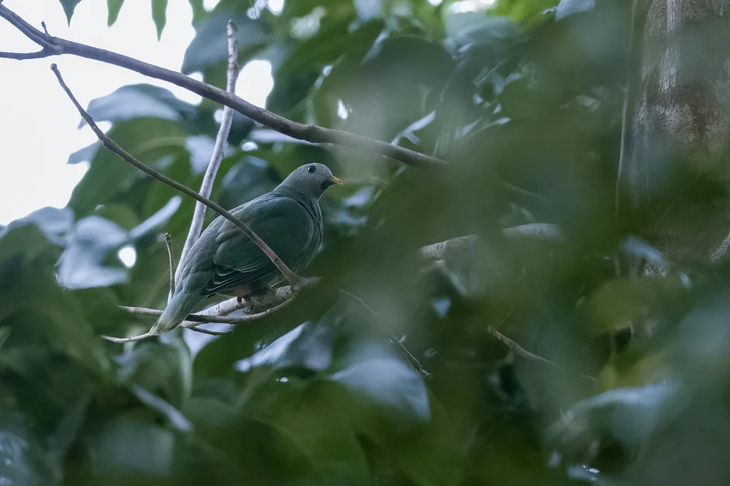 黑颏果鸠(Ramphiculus leclancheri)