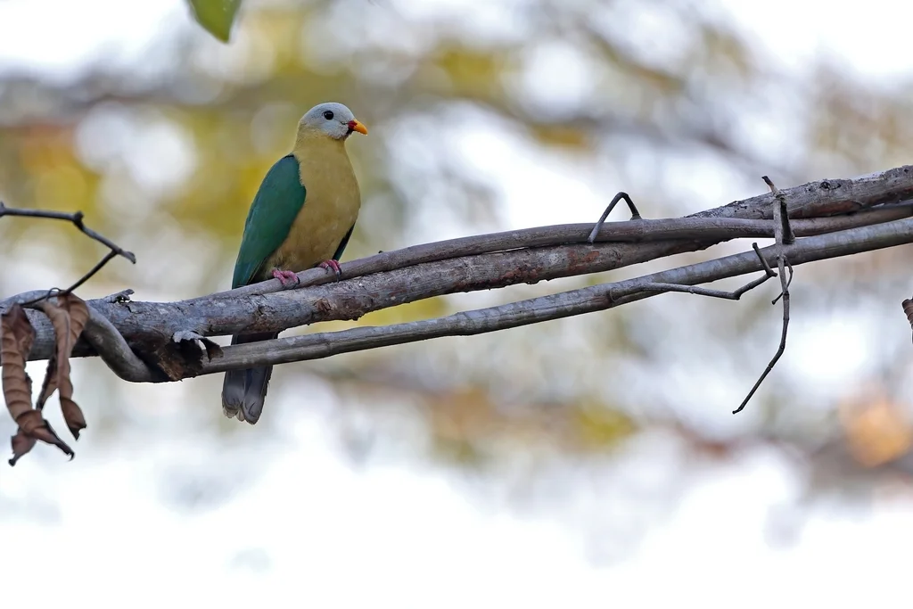 苏拉果鸠(Ramphiculus mangoliensis)