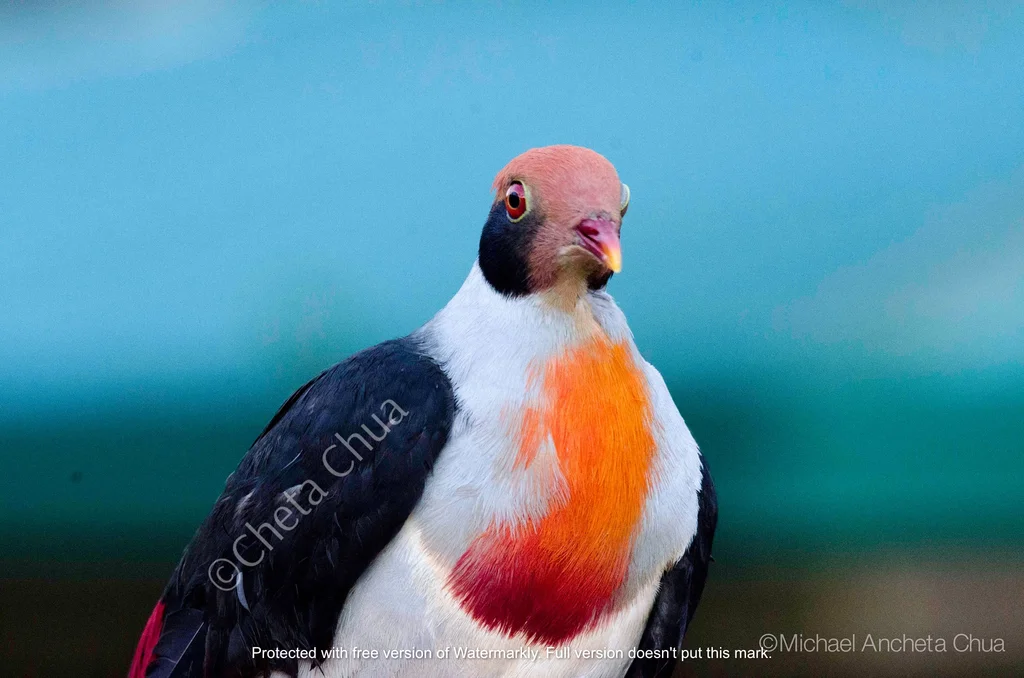黑耳果鸠(Ramphiculus marchei)