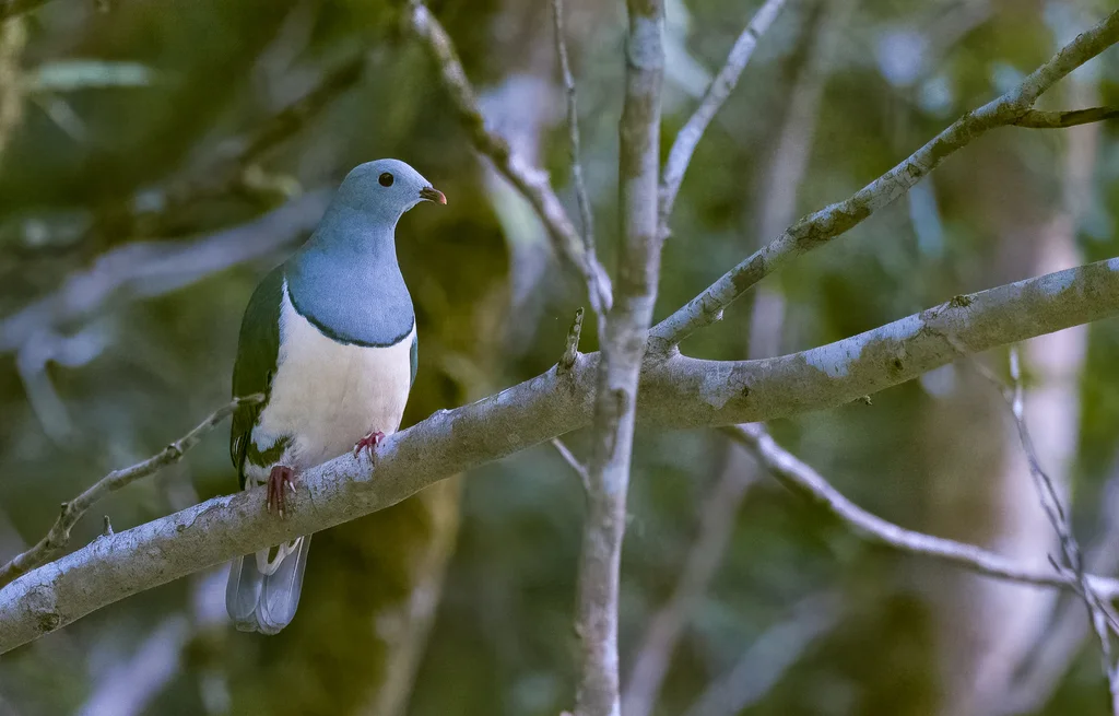 梅氏果鸠(Ramphiculus merrilli)