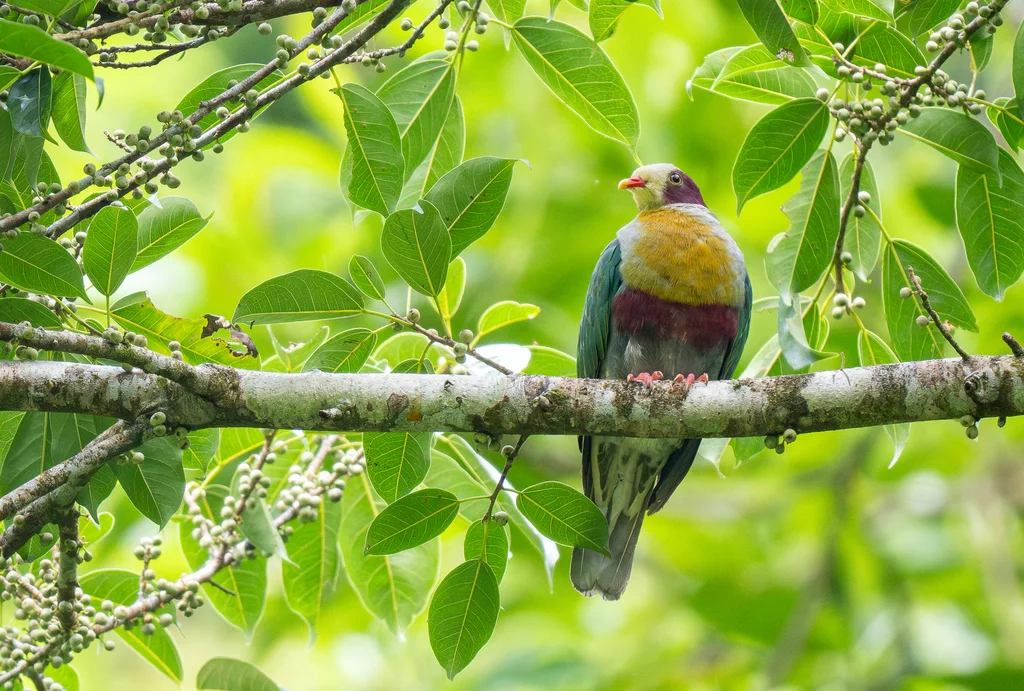 栗耳果鸠(Ramphiculus occipitalis)