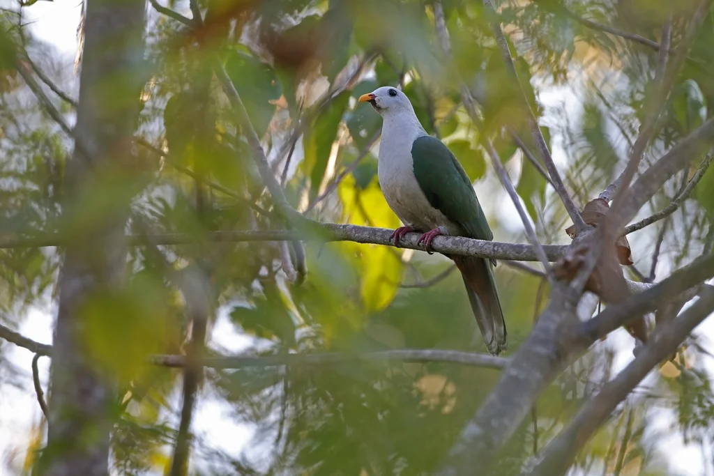 暗颏果鸠(Ramphiculus subgularis)
