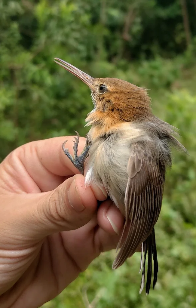 长嘴蚋莺(Ramphocaenus melanurus)