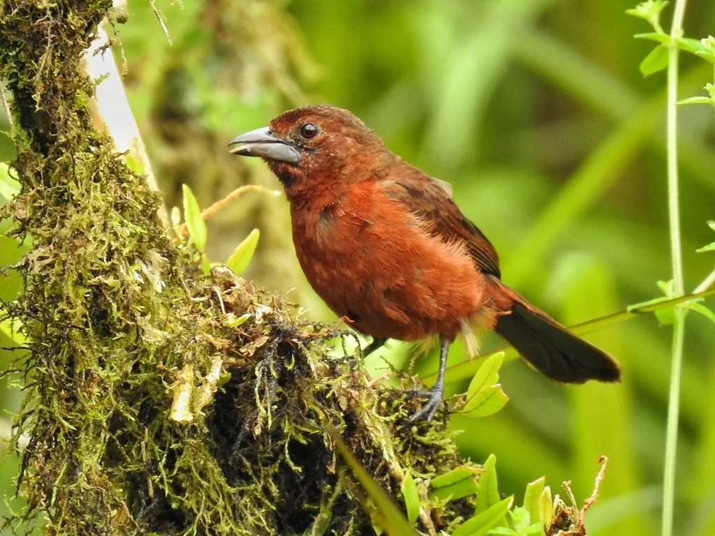 银嘴唐纳雀（Ramphocelus carbo）