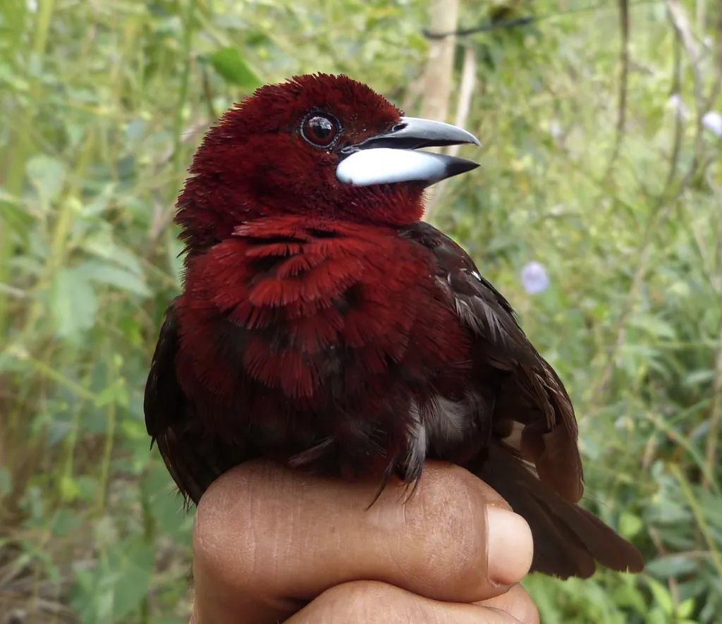 银嘴唐纳雀（Ramphocelus carbo）