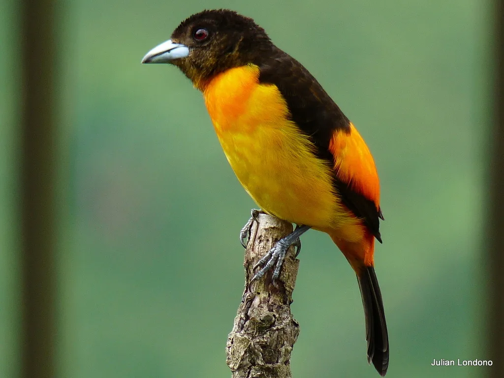 火腰厚嘴唐纳雀（Ramphocelus flammigerus）
