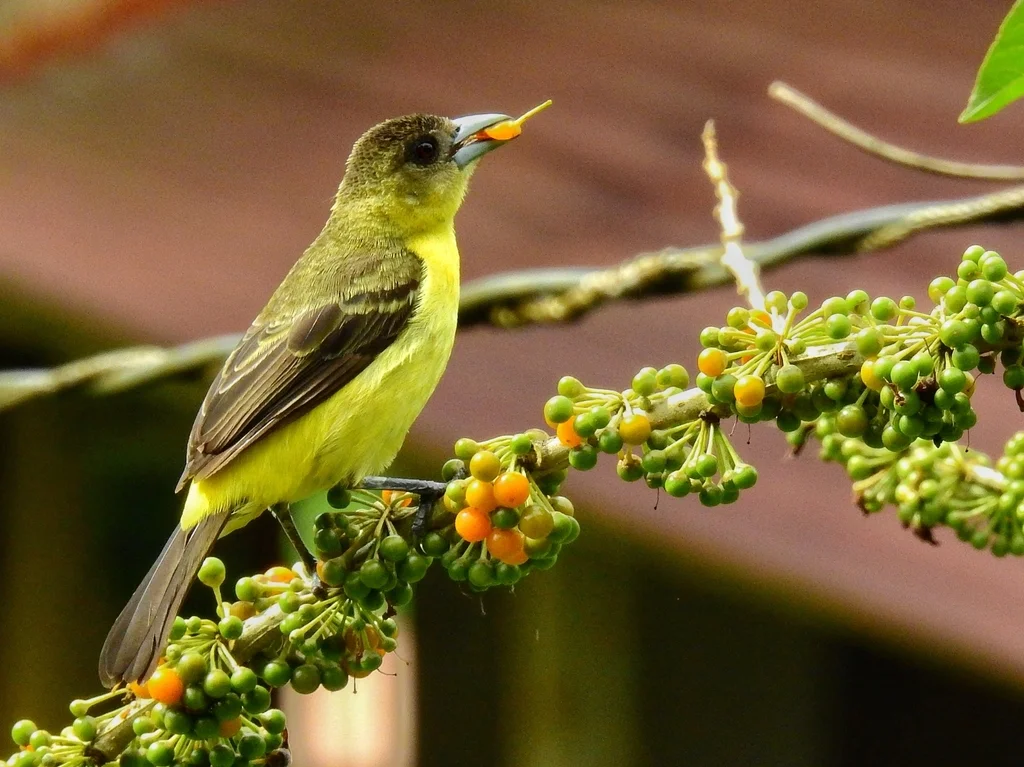 火腰厚嘴唐纳雀（Ramphocelus flammigerus）