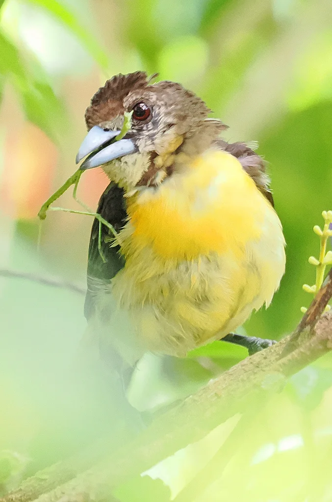 火腰厚嘴唐纳雀（Ramphocelus flammigerus）